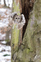 Pustik obecny - Strix aluco - Tawny Owl 4615